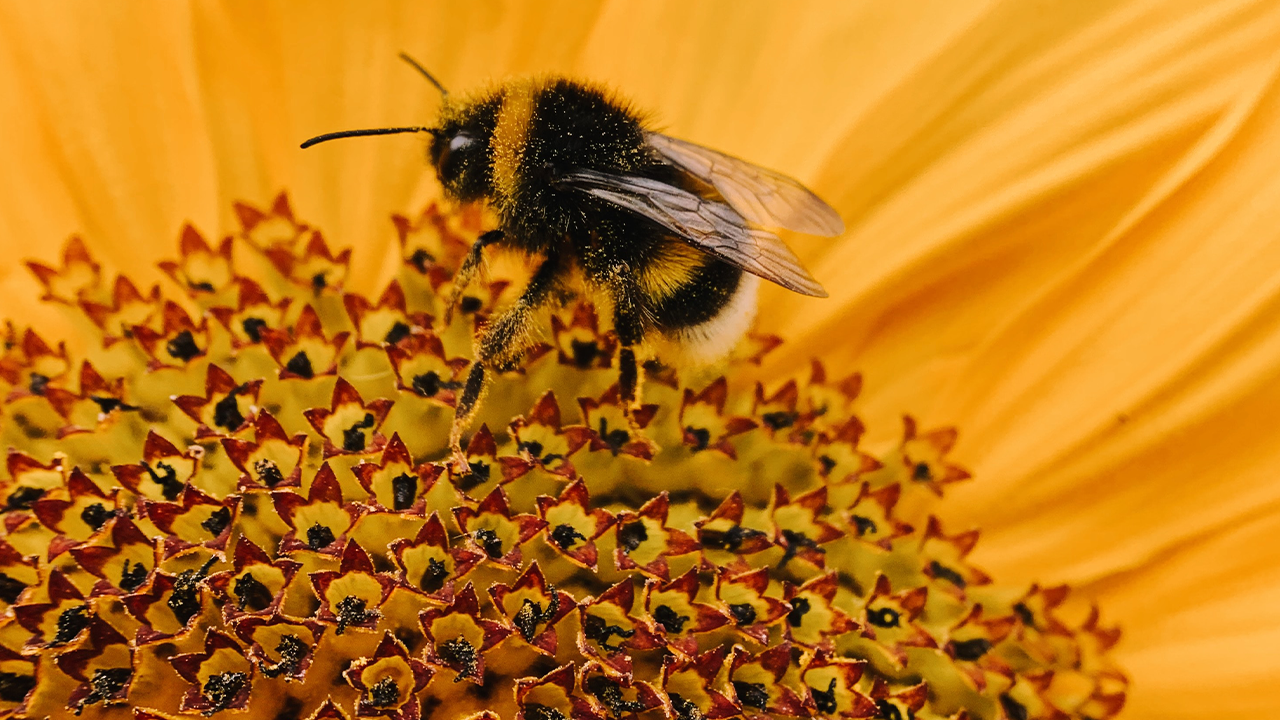 Bumblebee Fact Sheet, Blog, Nature