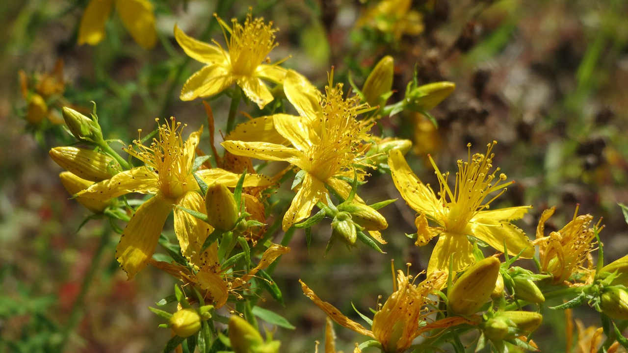 Summer Solstice Blooms offers